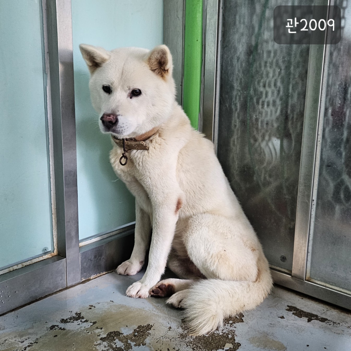 고양시동물보호센터_441394202302009